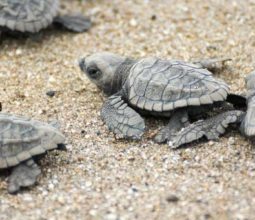 sea-turtles-volunteering-holidays