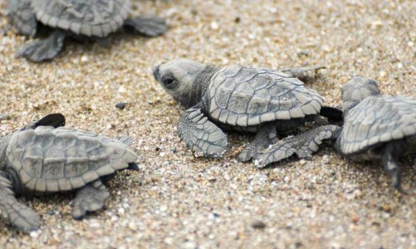 sea-turtles-volunteering-holidays