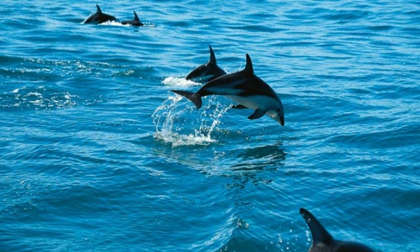 Murcia-Dolphins