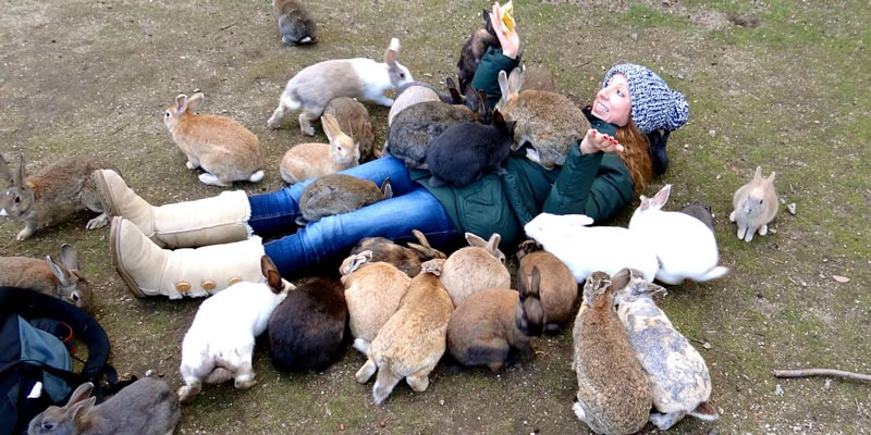 Rabbits swarm woman on rabbit island japan