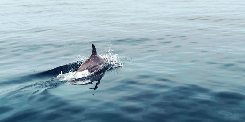 dolphin-swimming-off-playa-masca-southern-tenerife-family-traveller-spanish-beach-guide-2022