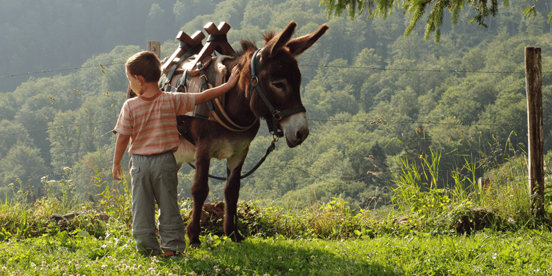 Donkey-trekking-savoie-mont-blanc