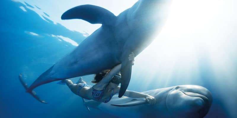 florida-swim-with-dolphins