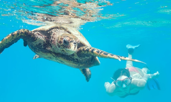 snorkelling-seychelles-turtle