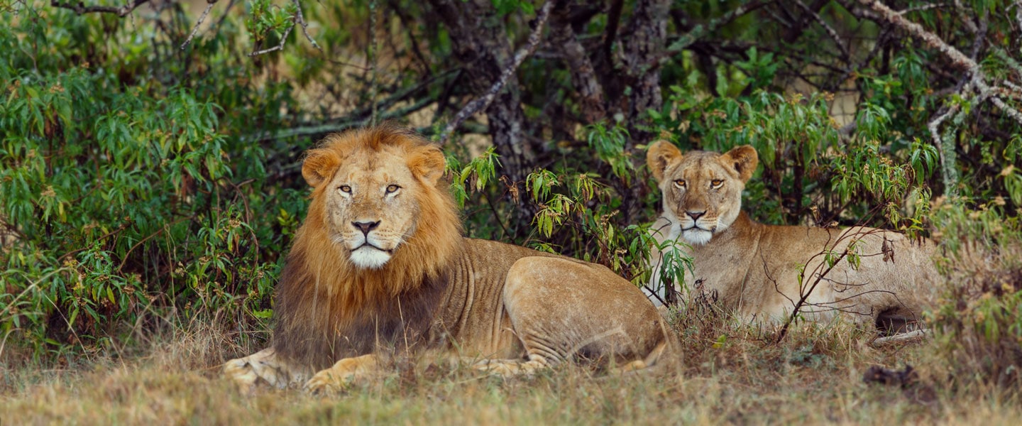 featured-image-lions