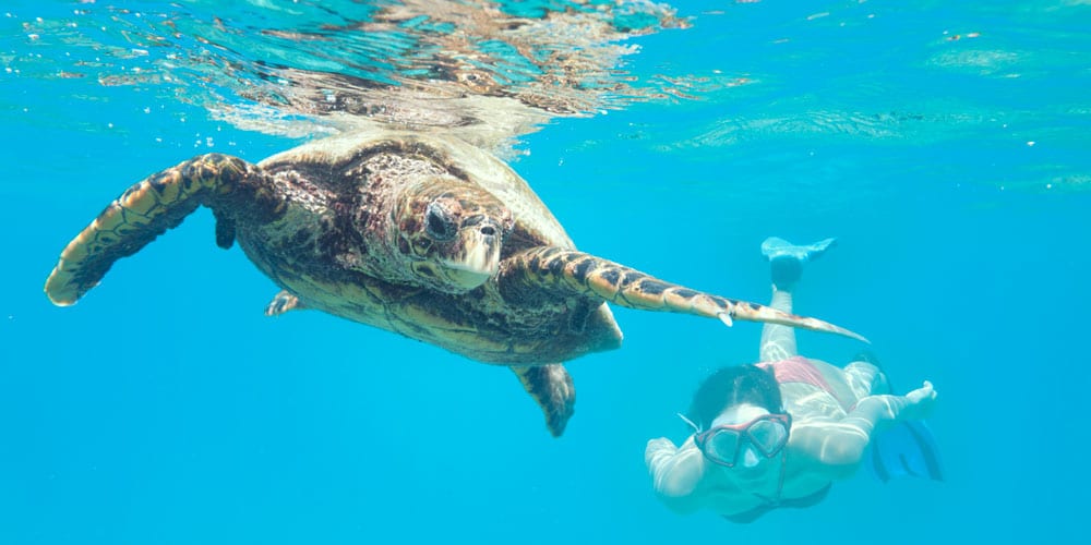 snorkelling-seychelles-turtle