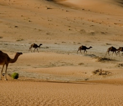 Desert-safari-featured-image