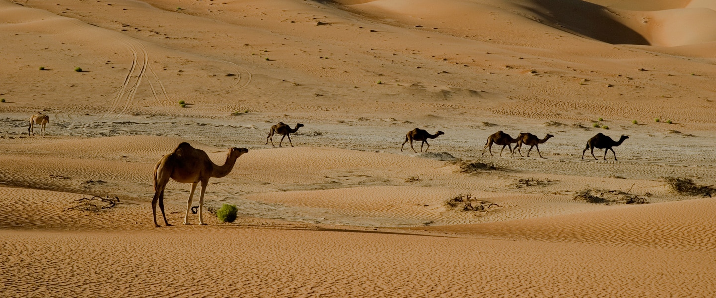 Desert-safari-featured-image