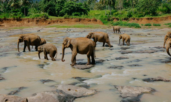 elephants-sri-lanka-featured-image