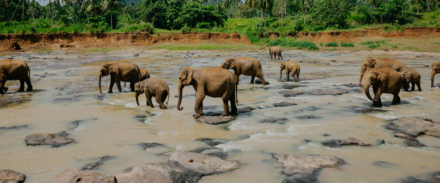 elephants-sri-lanka-featured-image
