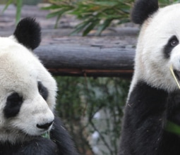 panda-china-feature jobs for animal-mad kids