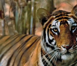 featured-image-tiger
