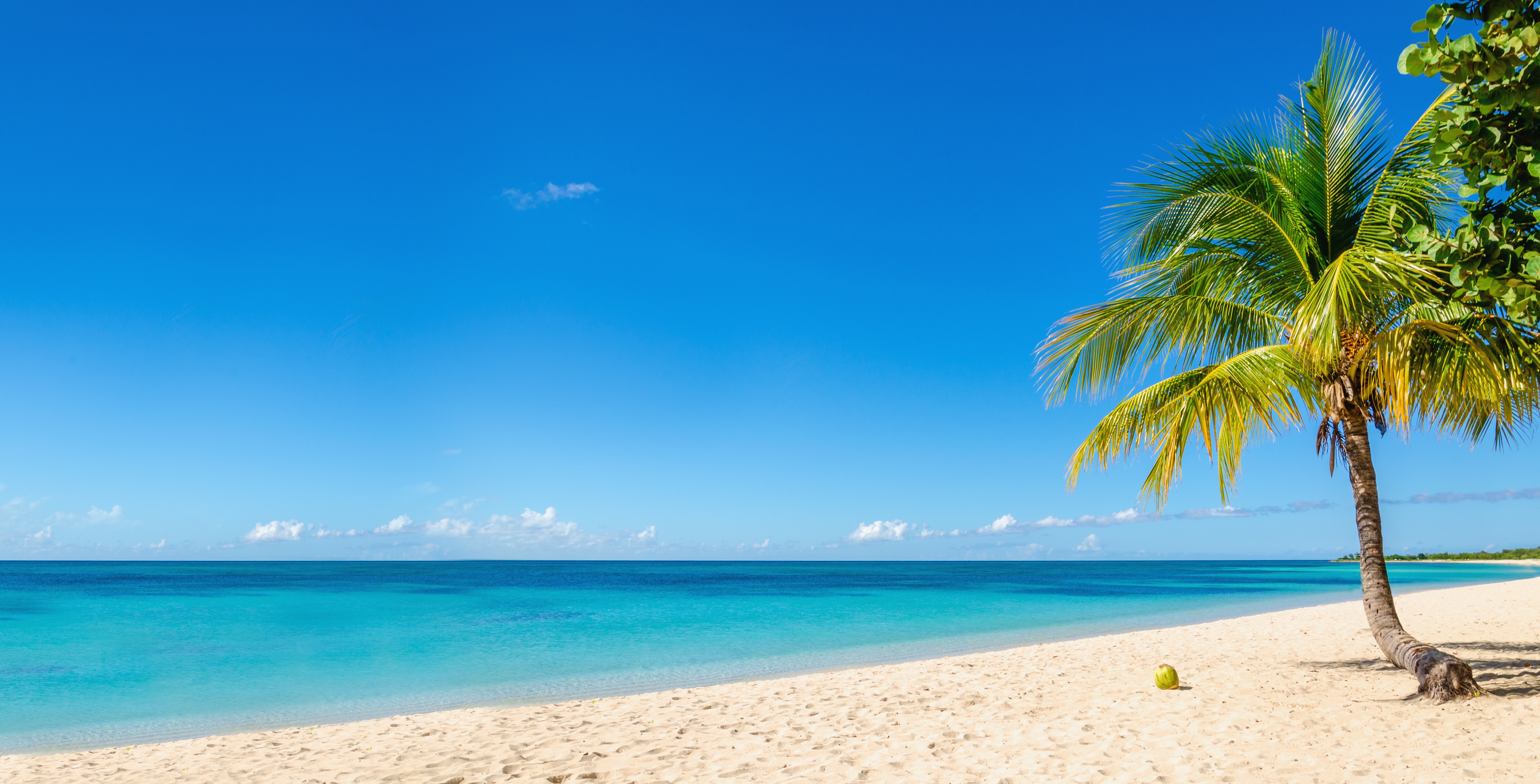 Sandy beach with coconut palm, Caribbean Island