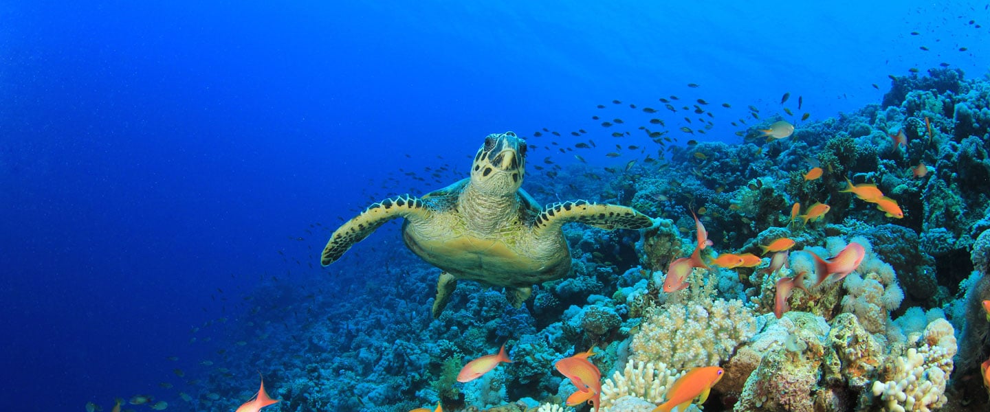 sea-turtle-featured-image