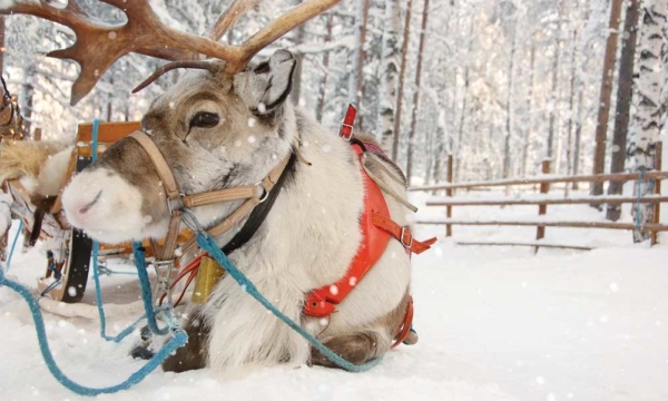 reindeer-finland-feature-image
