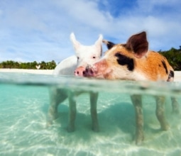 Swimming pigs in Bahamas