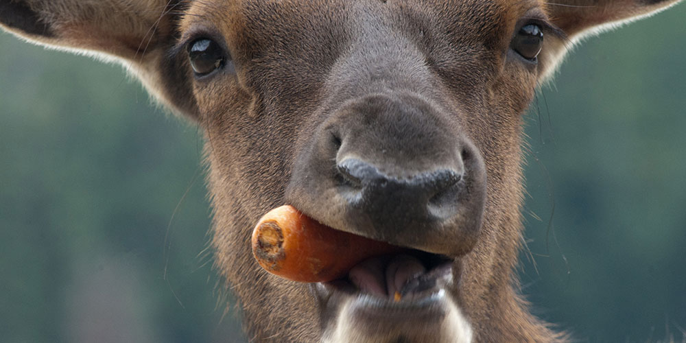 close-up-of-deer-eating-carrot-at-parc-omega-quebec-canada-2022