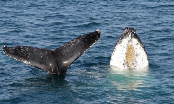 Whales in Queensland