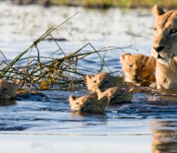lion-and-cubs-safari