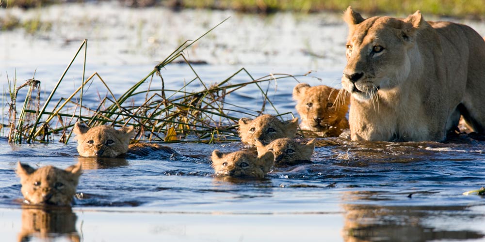 lion-and-cubs-safari
