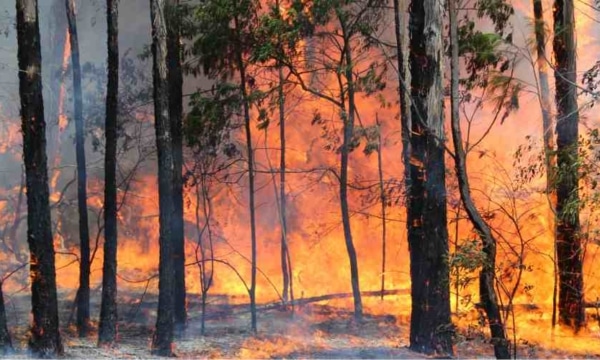 bushfires-new-south-wales