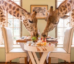 Breakfast-with-giraffes