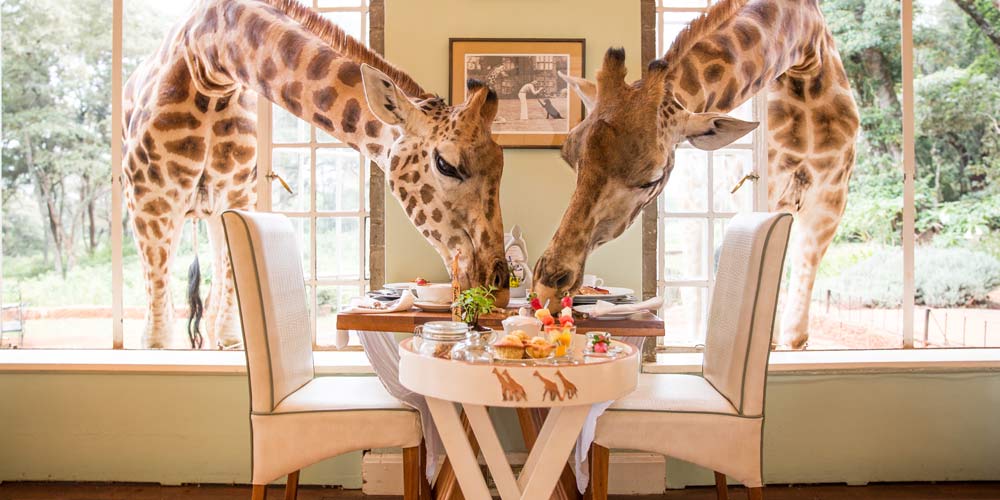 Breakfast-with-giraffes