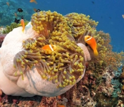 underwater maldives