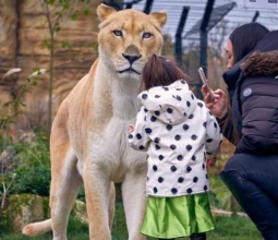 Paradise Wildlife Park, family day out in Hertfordshire, Land of Tigers, best UK big cat attraction