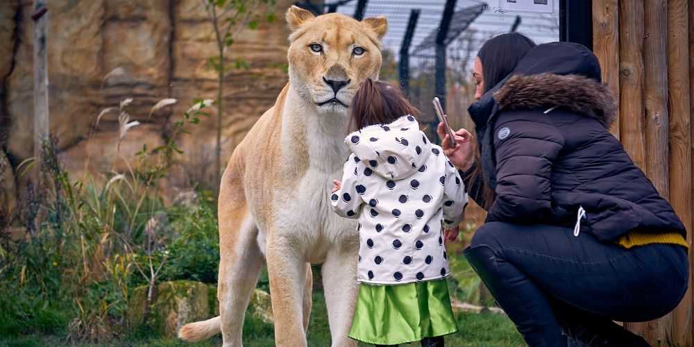 Paradise Wildlife Park, family day out in Hertfordshire, Land of Tigers, best UK big cat attraction